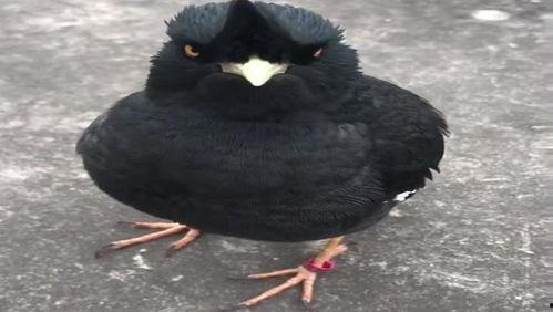 八哥今年爆料视频是真的吗,真相即将揭晓 第2张 八哥今年爆料视频是真的吗,真相即将揭晓 第2张