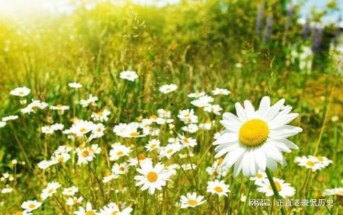 雏菊新皮肤爆料视频在线观看,花漾绽放，浪漫来袭！  第1张